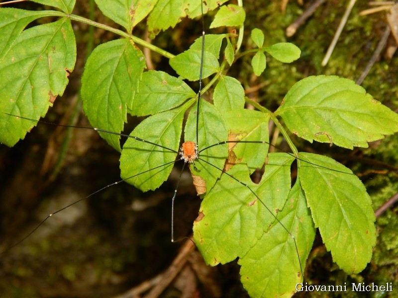 Leiobunum limbatum (Sclerosomatidae)